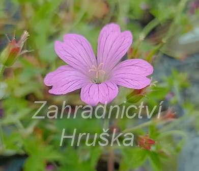 Geranium wlassovianum Typ Crug Farm