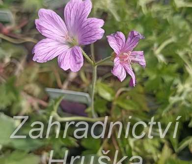Geranium oxonianum Lady Moore