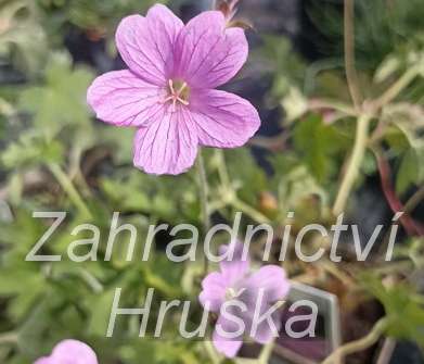 Geranium oxonianum Lady Moore