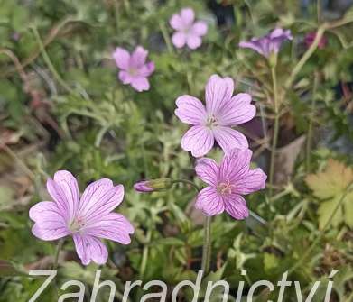 Geranium oxonianum Lady Moore