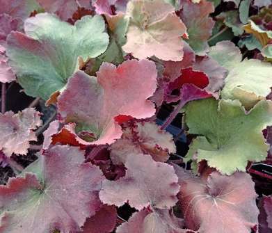 Heuchera Rex Dark Amber