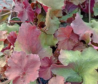 Heuchera Rex Dark Amber