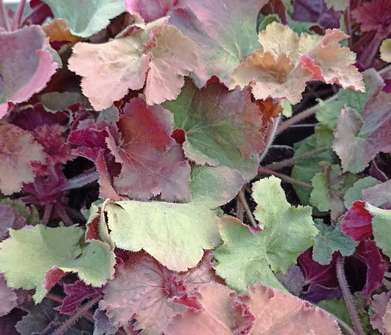 Heuchera Rex Dark Amber