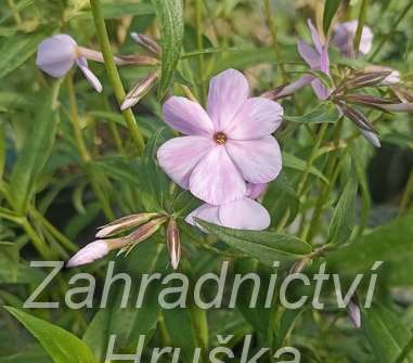 Phlox glaberrima ssp. triflora Bill Baker
