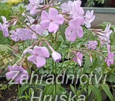 Phlox glaberrima ssp. triflora Bill Baker