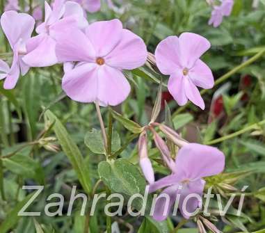 Phlox glaberrima ssp. triflora Bill Baker