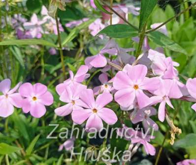 Phlox glaberrima ssp. triflora Bill Baker
