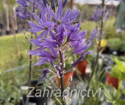 Camassia leichtlinii Caerulea