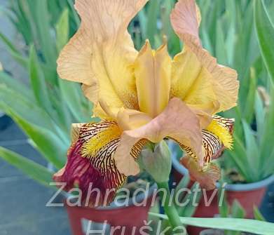 Iris barbata - elatior Howard Weed