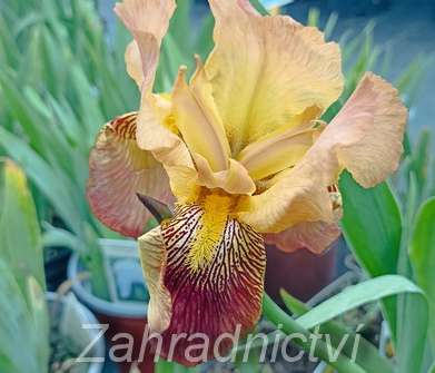 Iris barbata - elatior Howard Weed