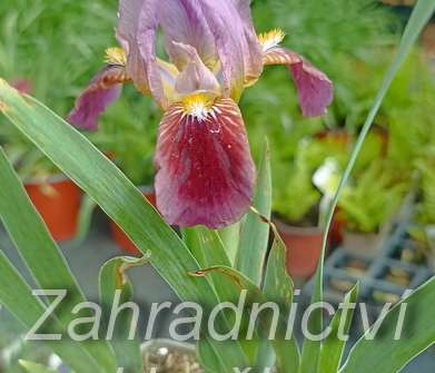 Iris barbata - nana Cherry Garden