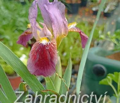 Iris barbata - nana Cherry Garden