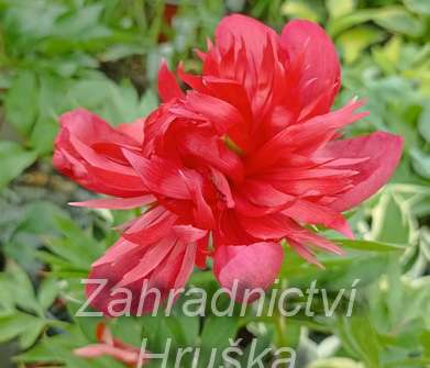 Paeonia lactiflora Diana Parks