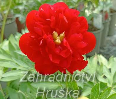 Paeonia lactiflora Diana Parks