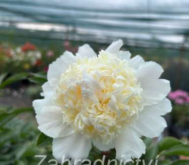 Paeonia lactiflora Top Brass