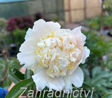 Paeonia lactiflora Top Brass