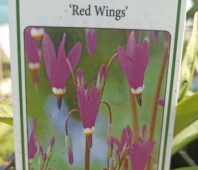 Dodecatheon Red Wings