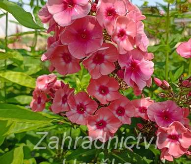 Phlox paniculata Larissa