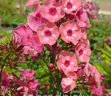 Phlox paniculata Larissa