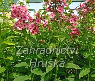 Phlox paniculata Larissa