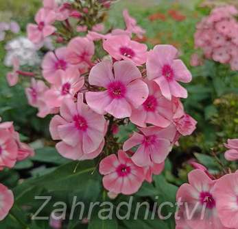 Phlox paniculata Larissa