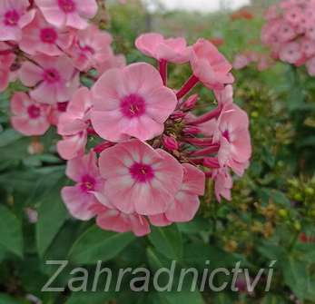 Phlox paniculata Larissa
