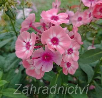 Phlox paniculata Larissa