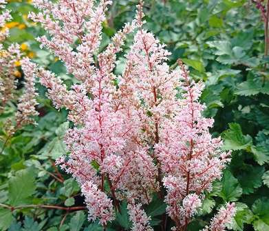 Astilbe Raspberry