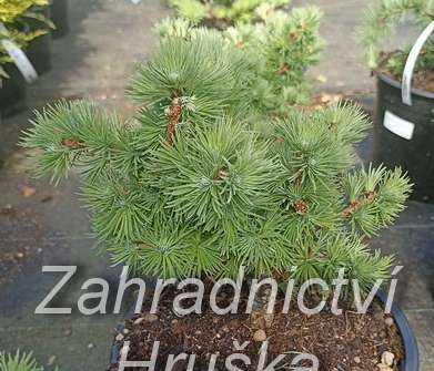 modřín - Larix kaempferi 'Tunis'