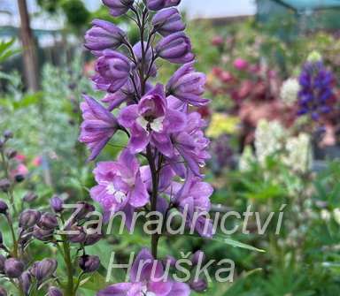 Delphinium Delphina Pink White