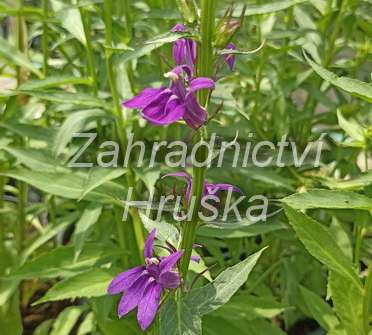 Lobelia speciosa Starship Blue