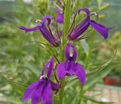 Lobelia speciosa Starship Blue