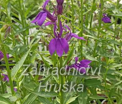 Lobelia speciosa Starship Blue