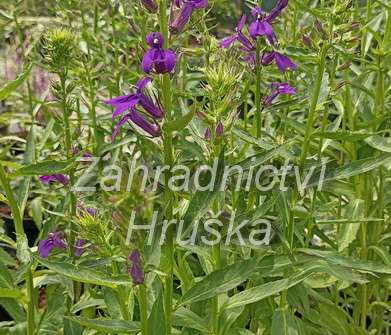 Lobelia speciosa Starship Blue