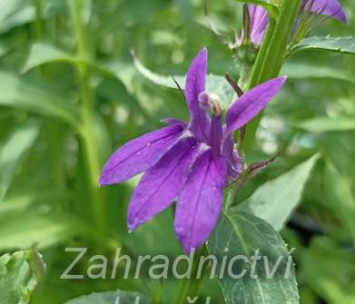Lobelia speciosa Starship Blue