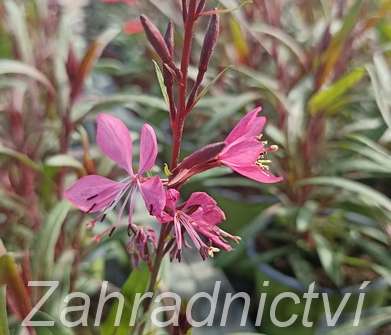 Gaura lind. Belleza Early Pink