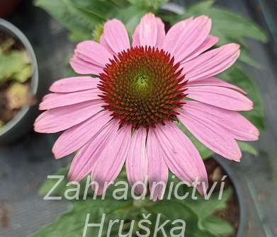 Echinacea purpurea Praire Splendor Compact Cream Crush