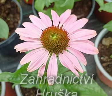 Echinacea purpurea Praire Splendor Compact Cream Crush