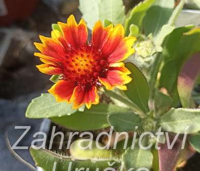 Gaillardia aristata Babrican Yellow Red Ring