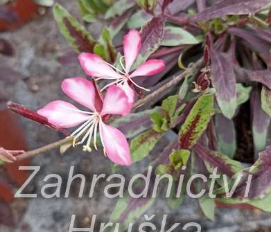 Gaura lindheimeri Rosy Jane