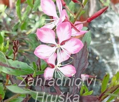 Gaura lindheimeri Rosy Jane