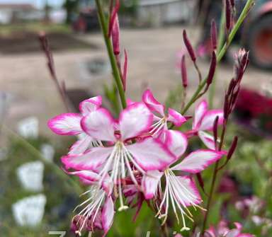 Gaura lindheimeri Rosy Jane