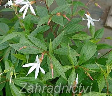 Gillenia trifoliata