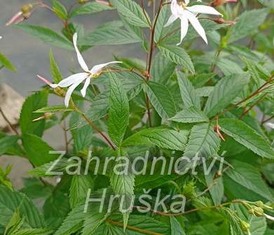 Gillenia trifoliata