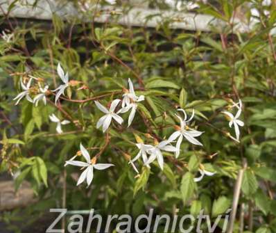 Gillenia trifoliata