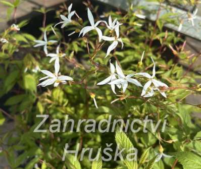 Gillenia trifoliata