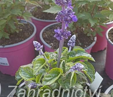 Salvia farinaceae Mysty Blue