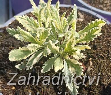 Lavandula allardii Meerlo