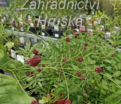 Sanguisorba officinalis Tanna