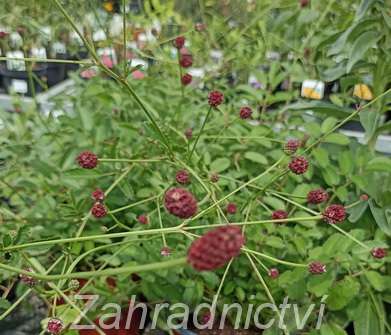 Sanguisorba officinalis Tanna